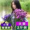 干花花束满天星鲜假仿真卉瓶装饰品客厅批插永生枝摆件大房间ins