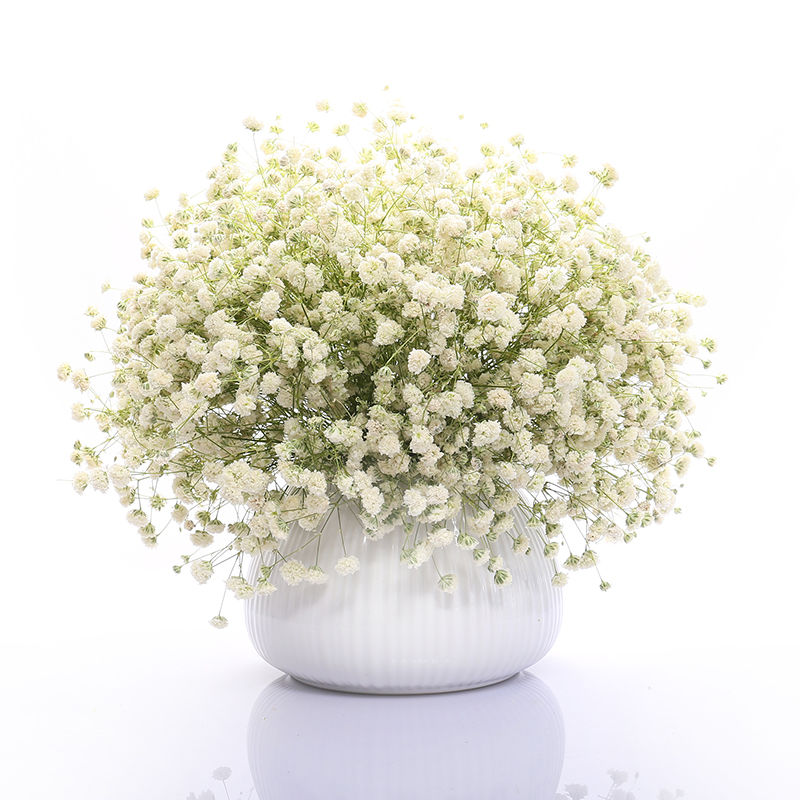 满天星花种子四季易种易活花卉室内外阳台盆栽花种子 白色满天星[关注