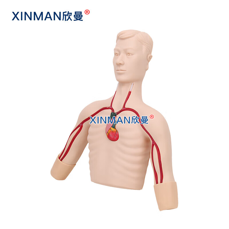 欣曼科教 PICC线介入操作训练模型 深静脉穿刺置管模型XM-L68A高清大图