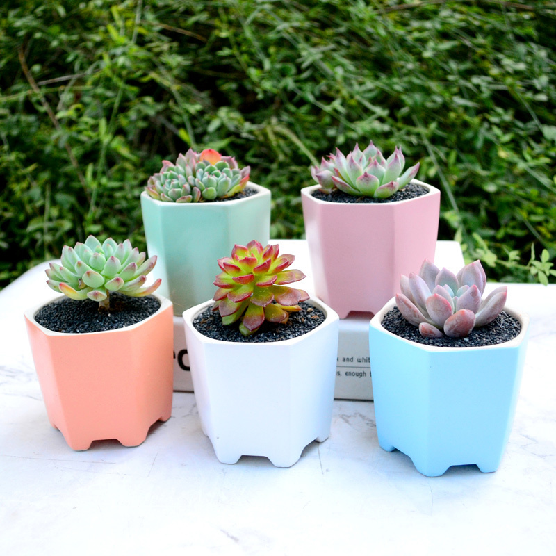 津沽园艺桌面多肉盆栽肉肉植物套装桌面绿植小盆栽含北欧盆2款随机土