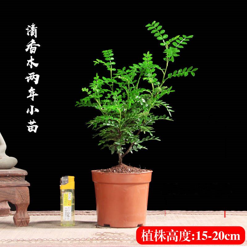 大盆苗[25-30CM]原土球X1 不含盆|驱蚊草盆栽防蚊子青香木胡椒木树苗植物老桩室内净化空气四季好养