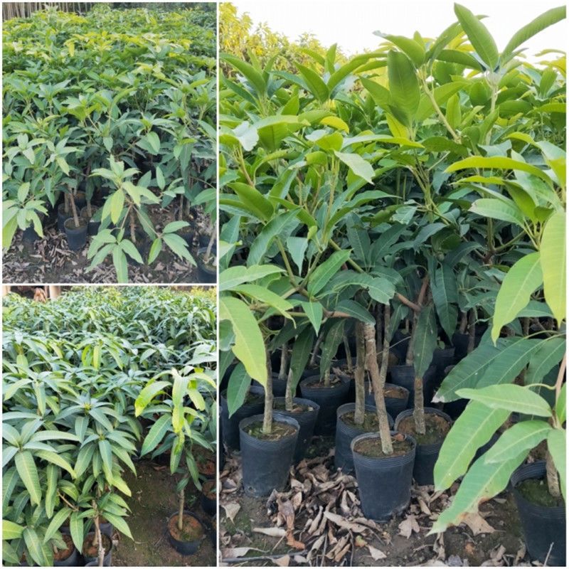 芒果树苗金煌芒四季芒果苗嫁接特大盆栽阳台南方种植当年结果广东