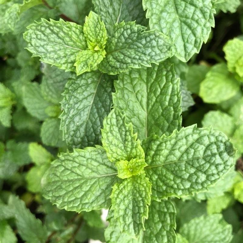 香菜薄荷盆栽薄荷叶驱蚊草植物薄荷苗留兰香