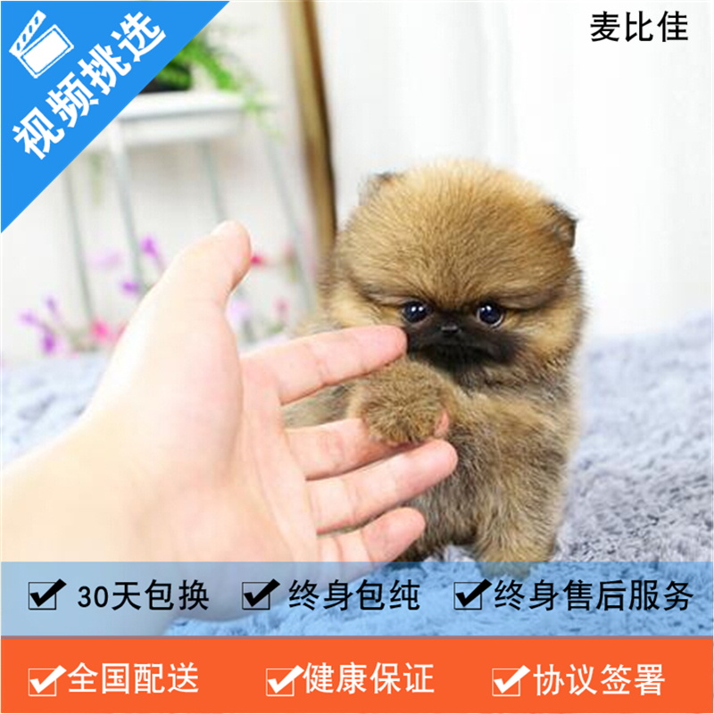 麦比佳 纯种哈多利系球体博美活体宠物 茶杯博美犬 日系俊杰双血统长不大的茶杯狗白色博美犬 赛级博美犬活体狗狗纯种博美犬高清大图