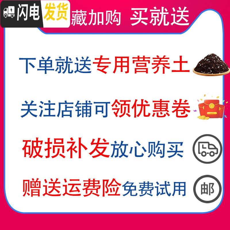 三维工匠陶瓷蝴蝶兰专用景德镇花盆君子兰盆景多肉绿植盆栽青花瓷绿萝 [单盆]青花瓷718花盆(荷花) 中等花盆容器