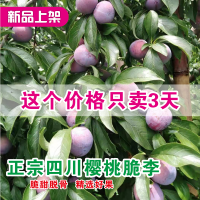 四川樱桃脆李子脱骨李当季新鲜水果孕妇果5斤装余氏金元元