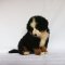 伯恩山犬 幼崽幼犬 纯种伯恩山犬 宠物狗狗伯恩山狗 大型犬