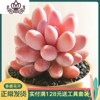 封后婴儿手指 多肉植物盆栽肉肉新手植物办公室绿植云南多肉植物 婴儿手指单头:3-4厘米 不含盆