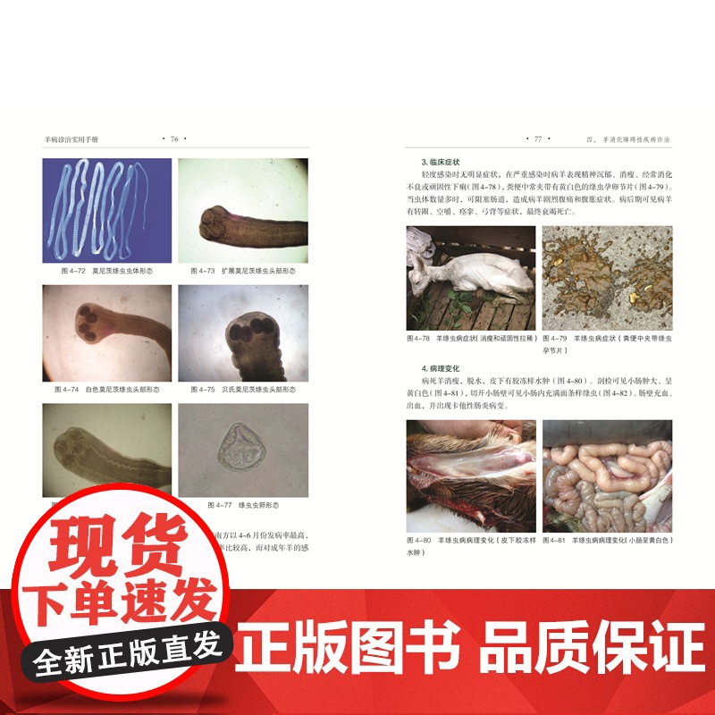 [店]羊病诊治实用手册 农业养殖高清大图