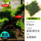 鱼缸造景莫斯沉木水榕无土植物懒人增氧真水草趴地矮珍珠陀草