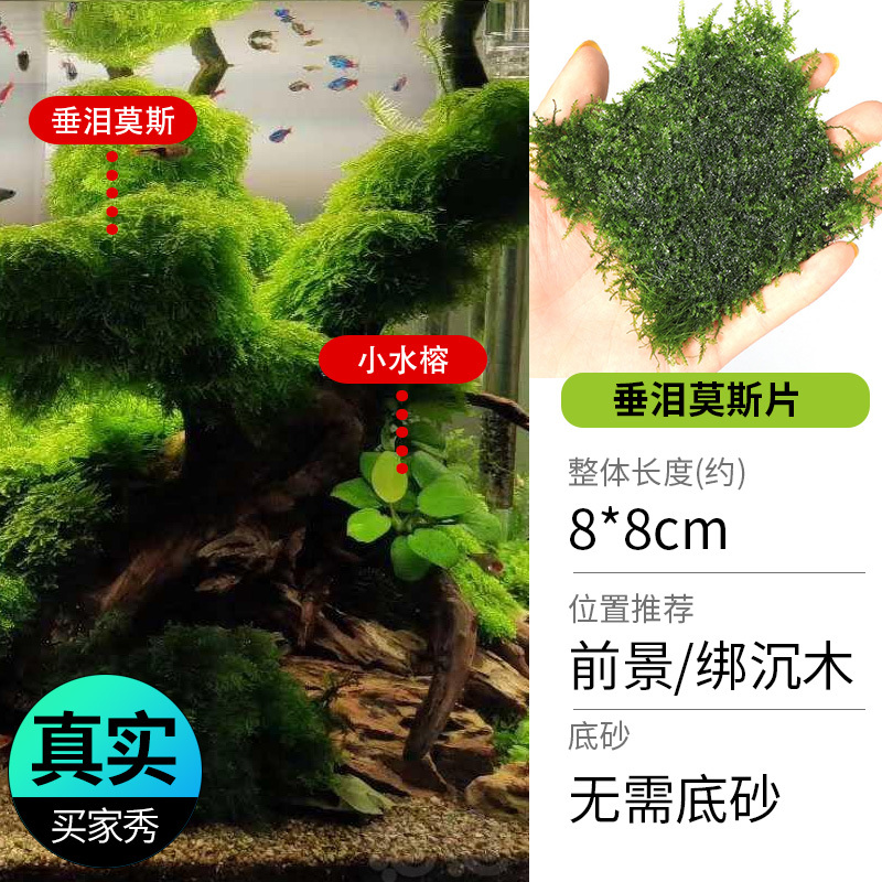 鱼缸造景莫斯沉木水榕无土植物懒人增氧真水草趴地矮珍珠陀草
