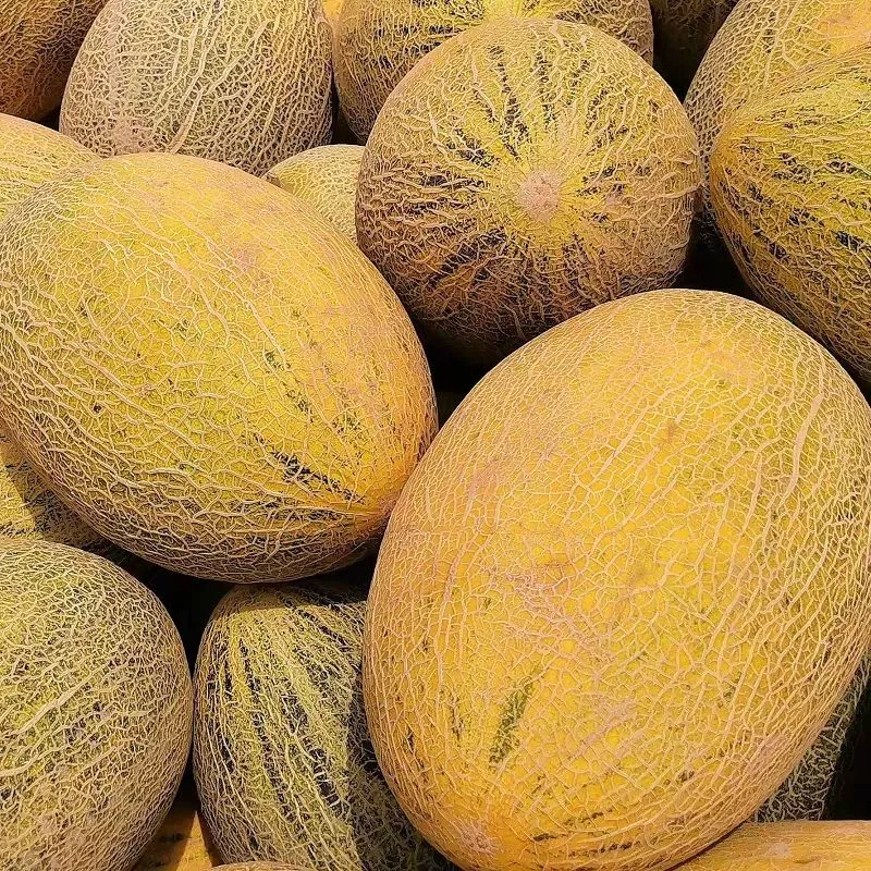 礼盒装[西沛生鲜]正宗八六王瓜 净重7.5斤 3-6个 新鲜水果当季哈蜜瓜高清大图