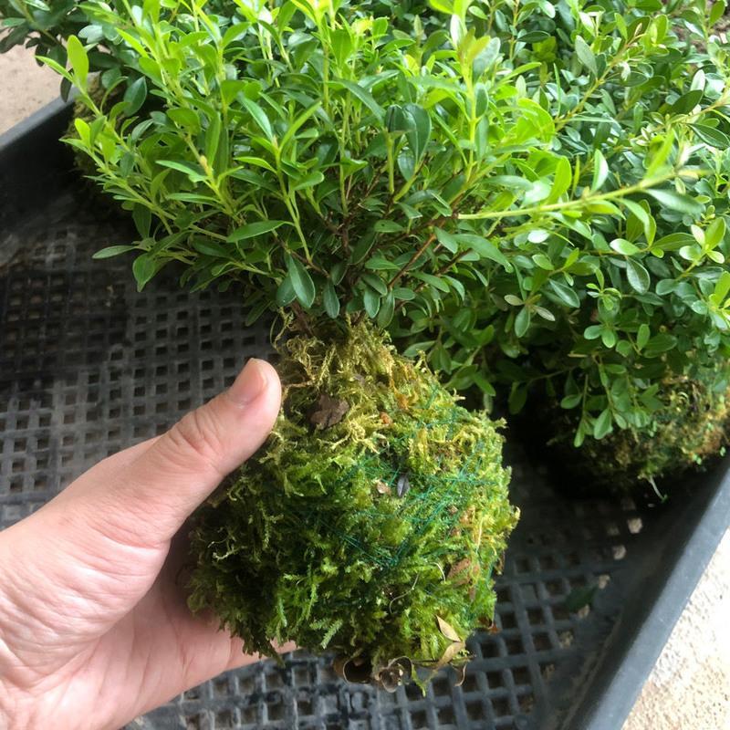 苔藓球 水培微景观绿植盆栽 水苔球镜面草赤楠六月雪桌面摆件 苔球盆问题请联系客服(托盘随机) 带盆(托盘随机或咨询客服)