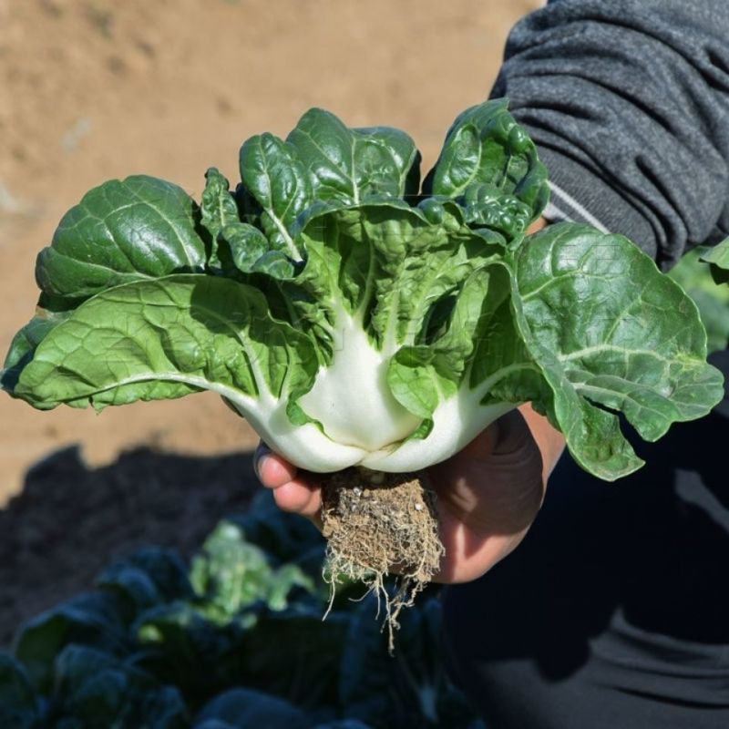 油菜春四季蔬菜子秋冬季种植菜种农家种籽_奶油白菜种子_分装50粒试种