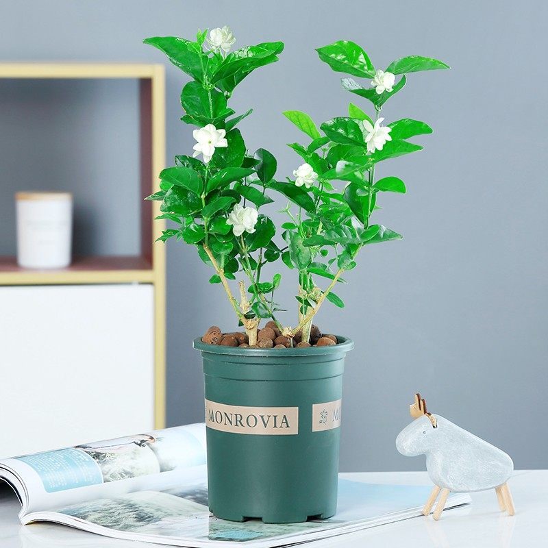 重瓣茉莉花盆栽弹痕花苗室内花卉观花 植物四季好养带花苞开花不断绿植茉莉花6年苗6 8颗 加仑盆 买2送三件套不含盆报价 参数 图片 视频 怎么样 问答 苏宁易购