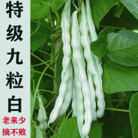 好润青超级九粒白芸豆种子 50粒袋装
