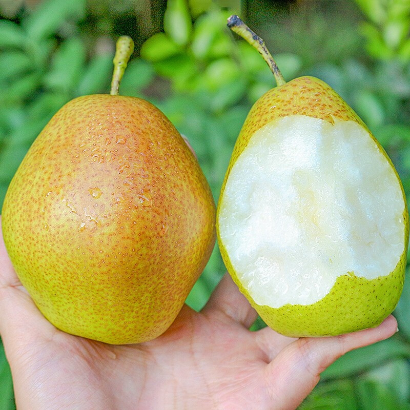 鲜木河北特产雪花梨冰糖雪梨脆甜多汁新鲜当季现摘水果梨子精选359斤