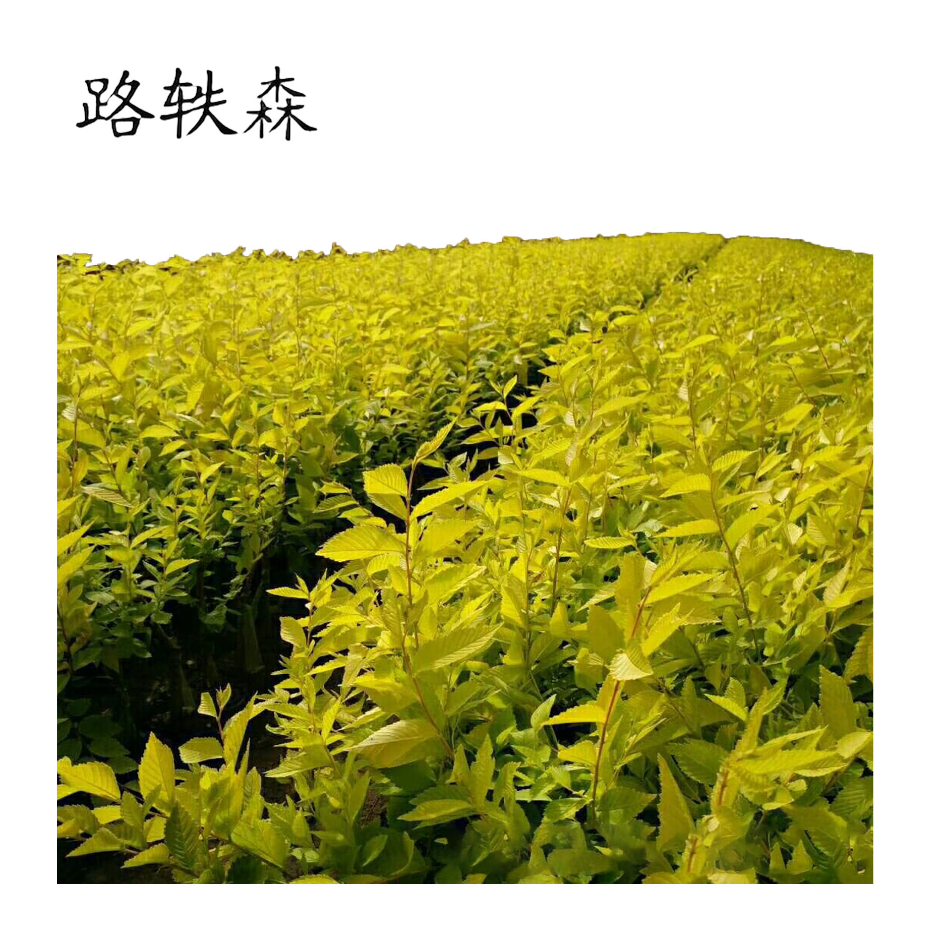 路轶森 黄金榆树苗 5公分 棵高清大图