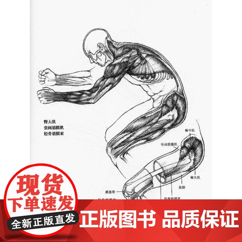 艺用人体运动解剖 西方经典美术技法译丛 路易丝戈登 人体素描 素描 绘画 图解解剖学 上海人民美术出版社高清大图