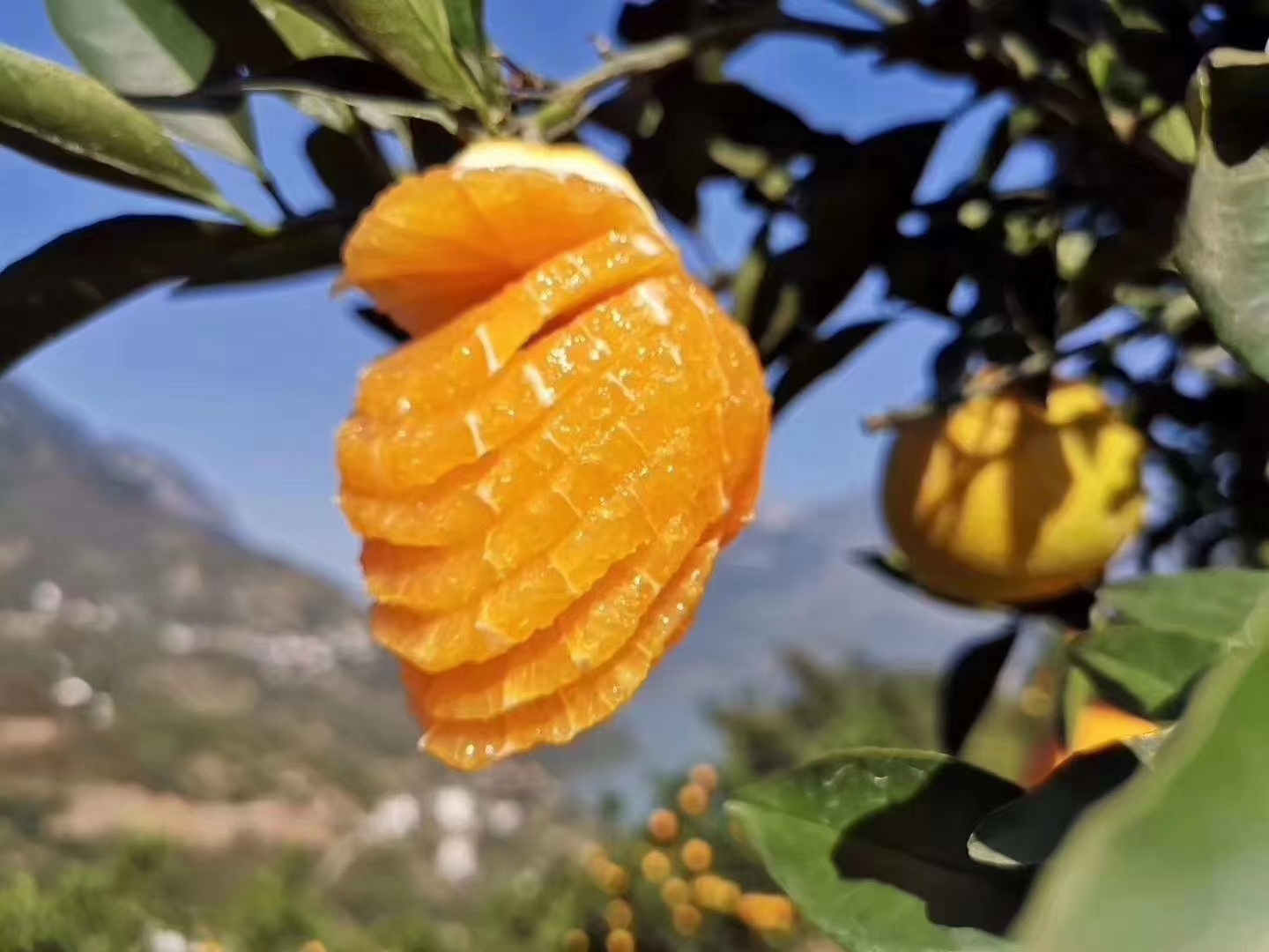 三峡中国脐橙之乡应季新鲜水果九月红爆汁橙9斤中果65-70MM/箱高清大图