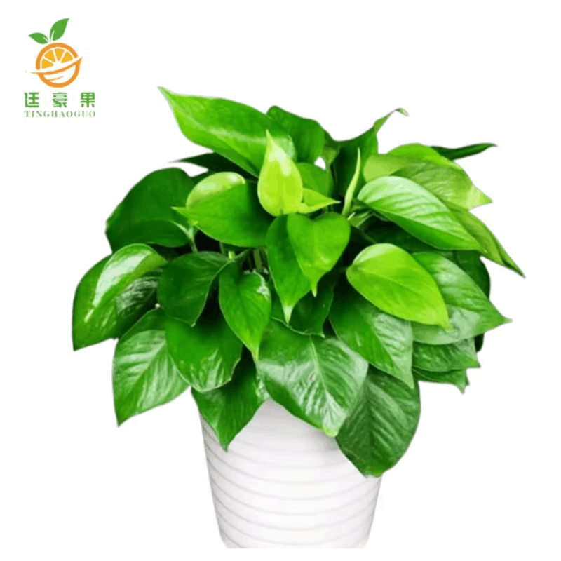 廷豪果 绿萝盆栽 陶瓷盆 /套图片