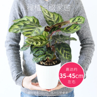 竹芋观叶植物琴叶榕盆栽如意皇后室内绿植花卉培植物孔雀竹芋花瓣大盆孔雀竹芋带盆栽好
