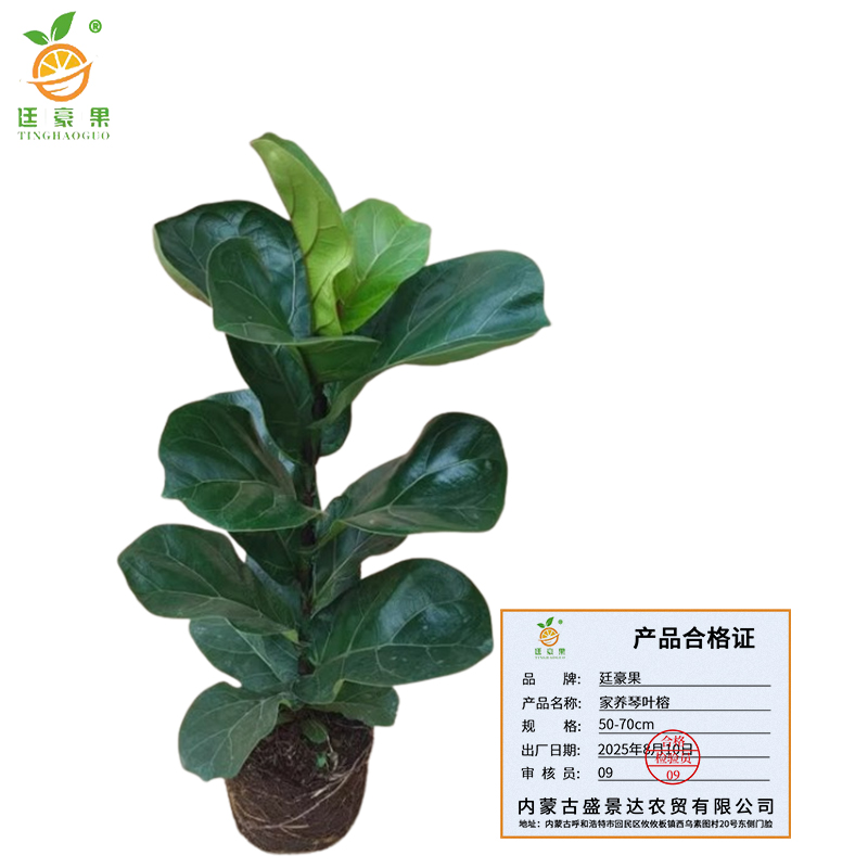 廷豪果 家养琴叶榕 50-70cm高清大图