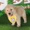 多多名宠 纯种大头金毛犬 宠物狗狗金毛幼犬 幼崽 金毛犬大型犬幼犬公 公母均有血统级