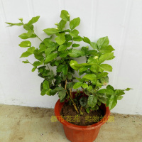 盆栽花卉绿植 正宗虎头茉莉 巴西茉莉花苗 浓香植物格拉斯白茉莉