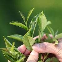 茶马世家 北斗七星 开阳 云南蛮砖 普洱茶 生茶饼 春茶叶200g