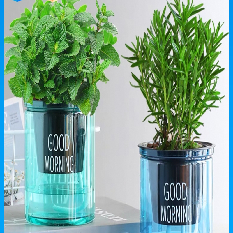 林下春雪迷迭香苗盆栽可驱蚊植物香草薄荷苗水培花卉绿植物室内煎牛