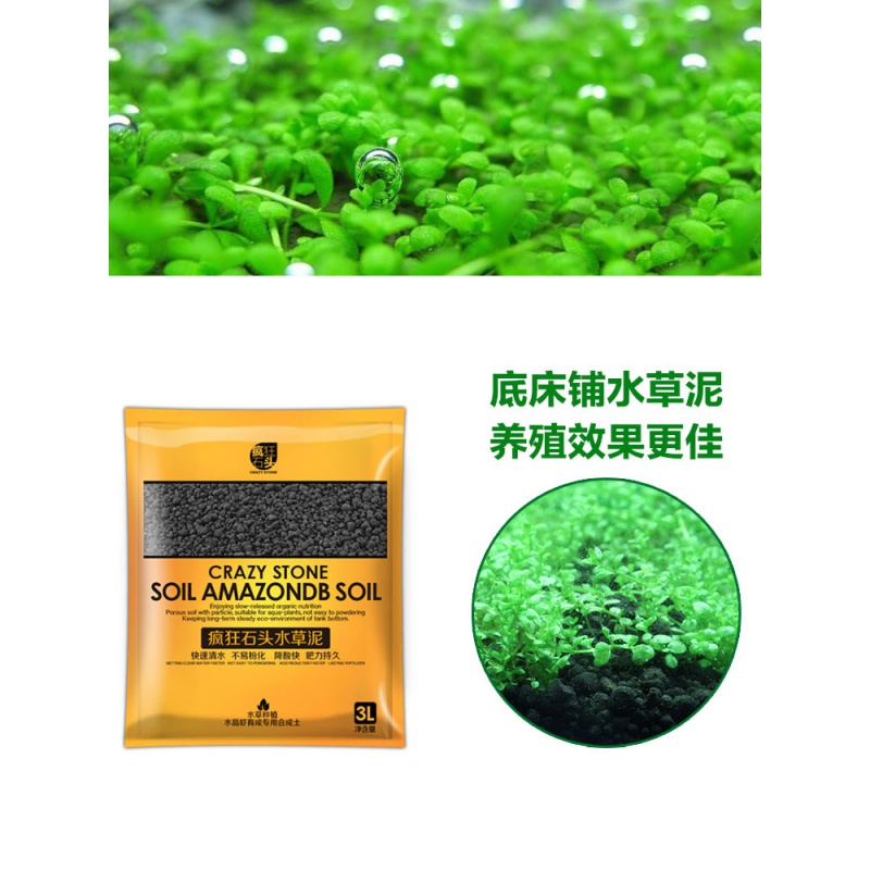 鱼缸水种籽不用泥的水种子牛毛毡珍珠水造景懒人水植物高清大图