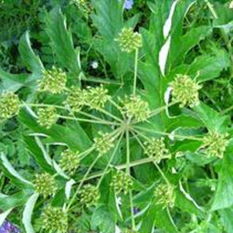 子暄园艺用品子暄独活种子独活籽新独活种子羌活种子 价格图片品牌报价 苏宁易购凡博园艺专营店