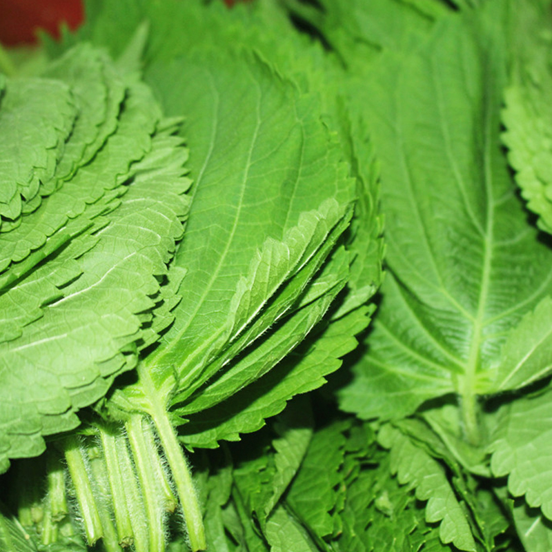 800g顺丰新鲜苏子叶韩国烤肉叶子料理蔬菜紫苏菜叶