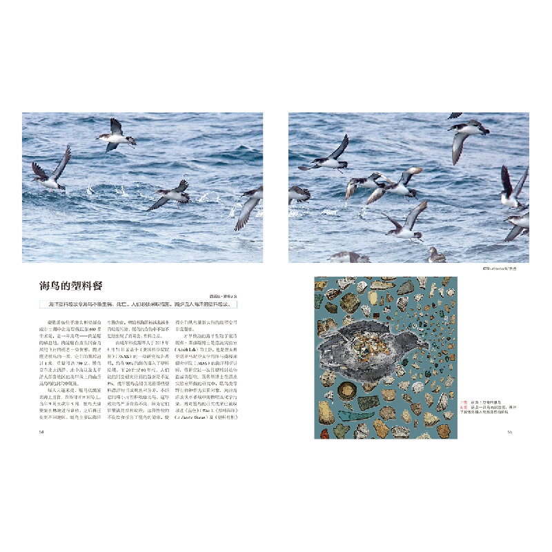 醉染图书亚洲潜水者:蓝色海洋(潜物志)9787530488263高清大图