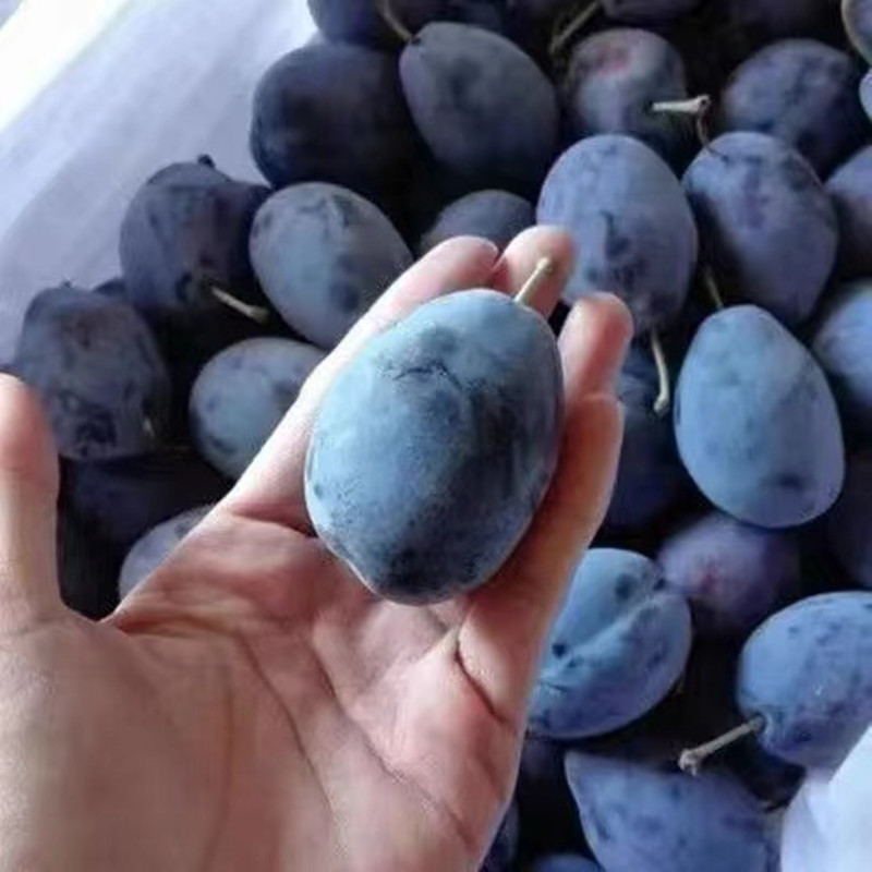 鲜贝达 西梅5斤大果[单果35g起][顺丰快递]VC水果