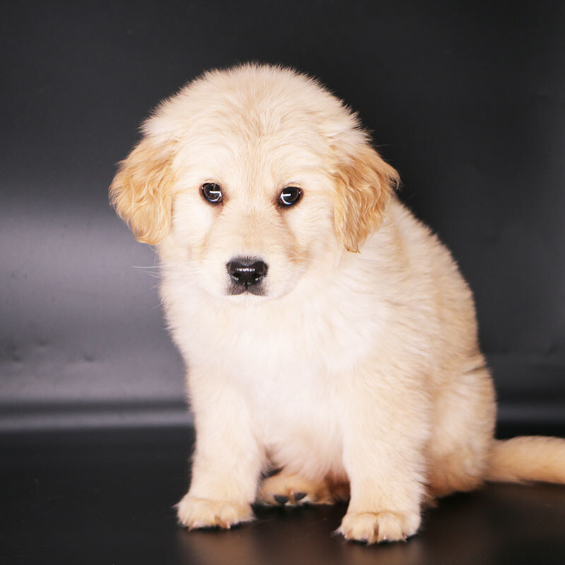 多多名宠金毛犬幼犬宠物狗狗金毛幼犬纯种大头金毛中大型犬幼崽