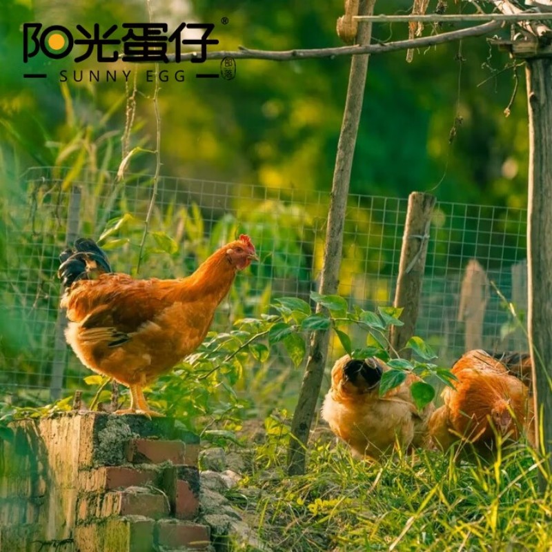 阳光蛋仔 可生食鲜鸡蛋30枚装1.5kg高清大图