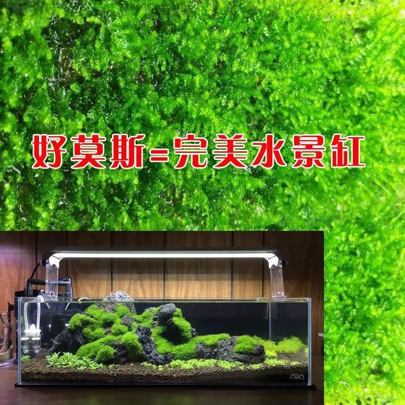 散装莫斯水草植物鱼缸鱼草新手好养沉木根鱼缸造景耐低温水草报价 参数 图片 视频 怎么样 问答 苏宁易购