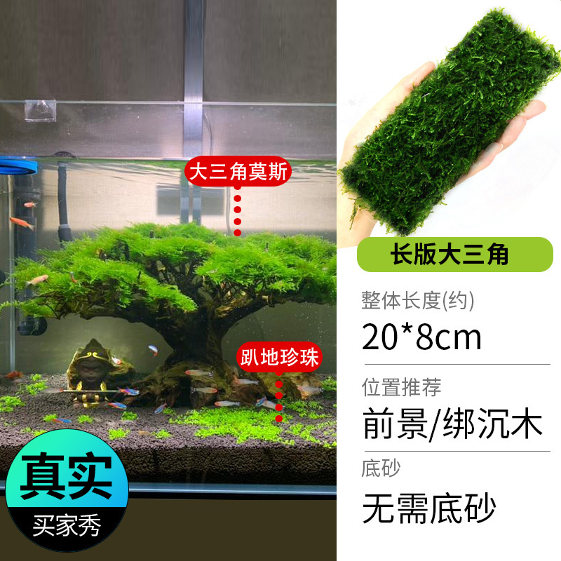 鱼缸造景莫斯沉木水榕无土植物懒人增氧真水草趴地矮珍珠陀草