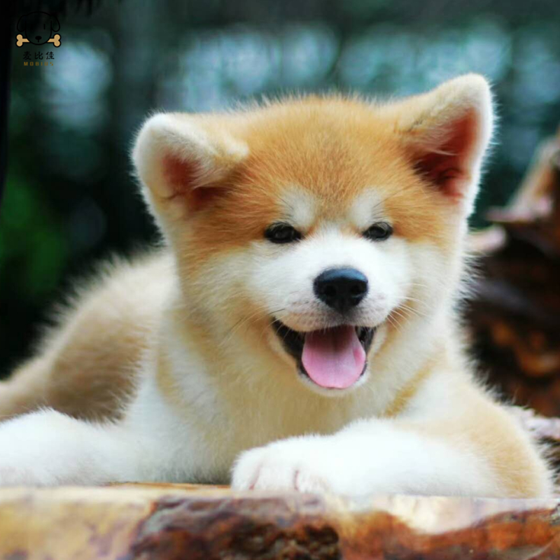 麦比佳 秋田犬幼犬 狗狗活体纯种双血统级大型犬秋田宠物狗 大骨架赛级高品质日系秋田看家护院忠犬八公狗 视频挑选