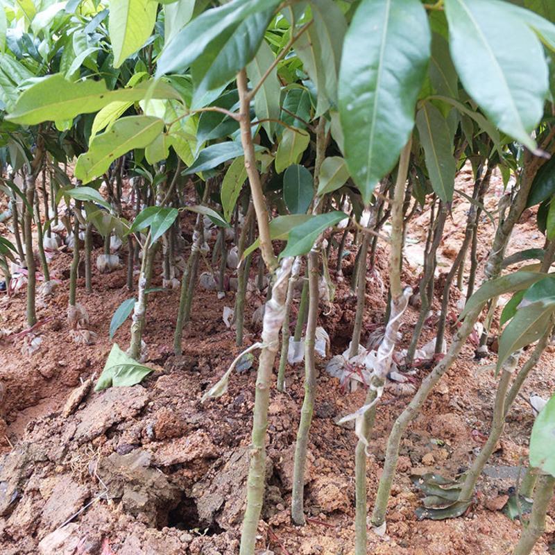 荔枝树苗嫁接苗妃子笑无核荔枝A4灵山香荔鸡嘴荔糯米糍南方果树苗 妃子笑荔枝 2年苗1棵 带土(优惠价)