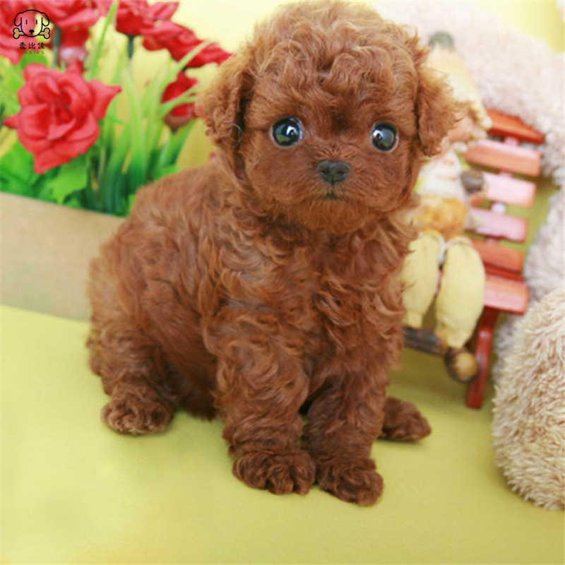 麦比佳 泰迪犬活体狗狗幼犬纯种血统级长不大卷毛泰迪熊犬 玩具型标准型微小体茶杯犬泰迪贵宾富贵狗视频挑选高清大图