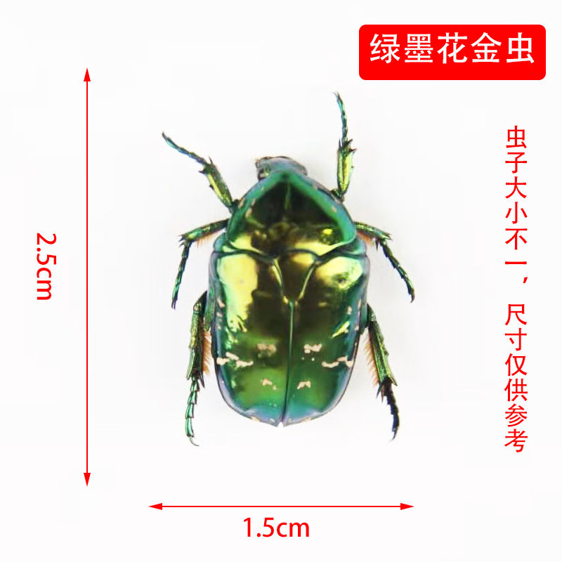 绿墨金龟昆虫标本真虫甲虫标本昆虫螳螂标本知了蝉天牛标本独角仙标本摆件参数配置 规格 性能 功能 苏宁易购