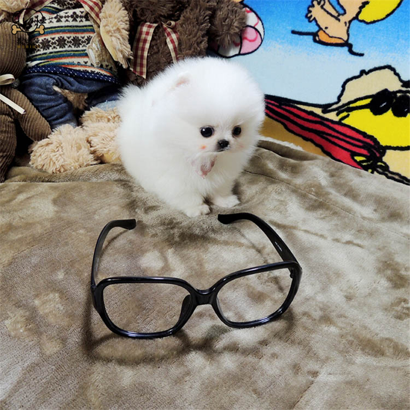 麦比佳 狗狗活体 纯种博美犬幼犬活体宠物狗狗哈多利系球体博美狗 玩具型博美犬茶杯犬长不大博美日系俊介犬高清大图