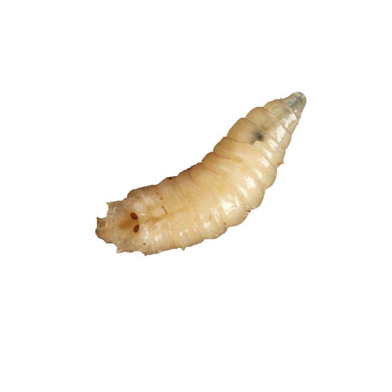 活体蛆鲫鱼鲤鱼蛆虫野钓白虫活蛆牙子白蛆活体玉米虫肉蛆活虫 1瓶