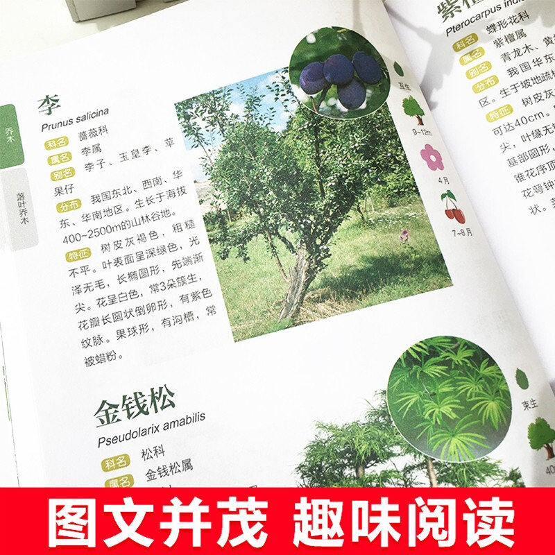 [正版]新手入门轻松辨识常见树木图鉴 大自然植物乔木灌木盆栽盆景园林绿化树木鉴赏识别书籍学生自然百科普全书中国花草树木图高清大图