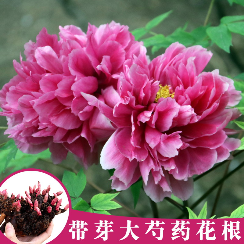 芍药花苗庭院花卉四季开花易活芍药根块带芽室内 盆栽