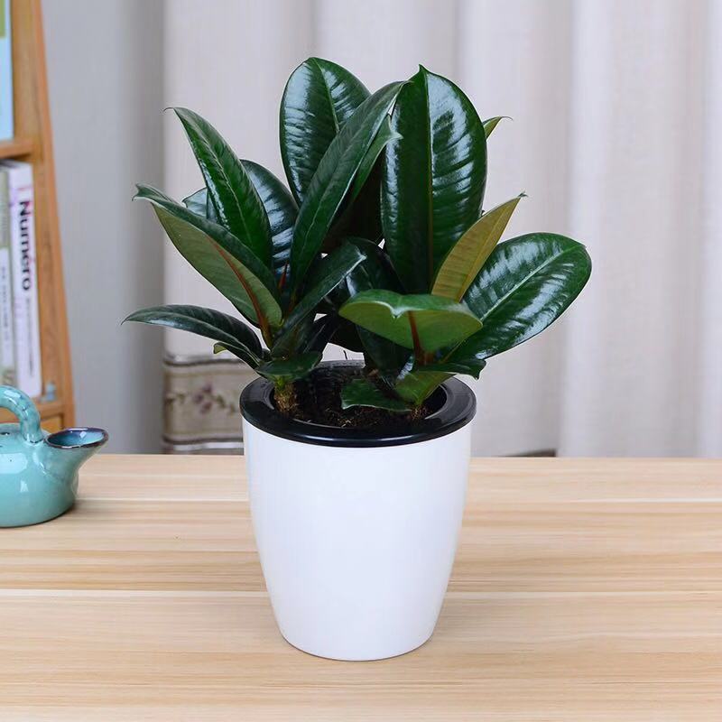 易品园艺用品 观赏盆栽净化空气室内绿色植物吸办公桌盆栽四季绿植 易