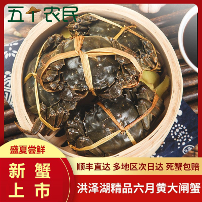 [活蟹]五个农民精品洪泽湖大闸蟹 去绳足重2.2-2.6两 10只 鲜活六月黄大螃蟹海鲜水产生鲜 仅发江浙皖